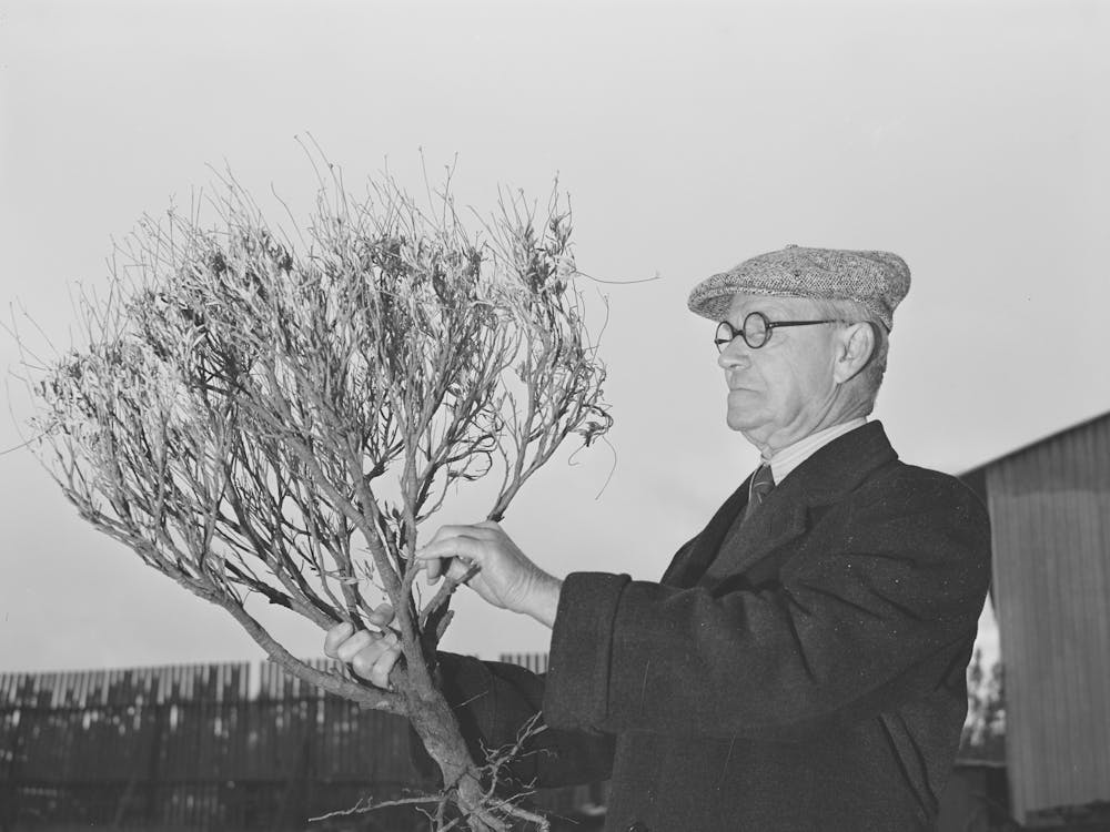 Salinas, California, Intercontinental Rubber Producers, Dr, William B, Mccallum, Manager Who Had Been