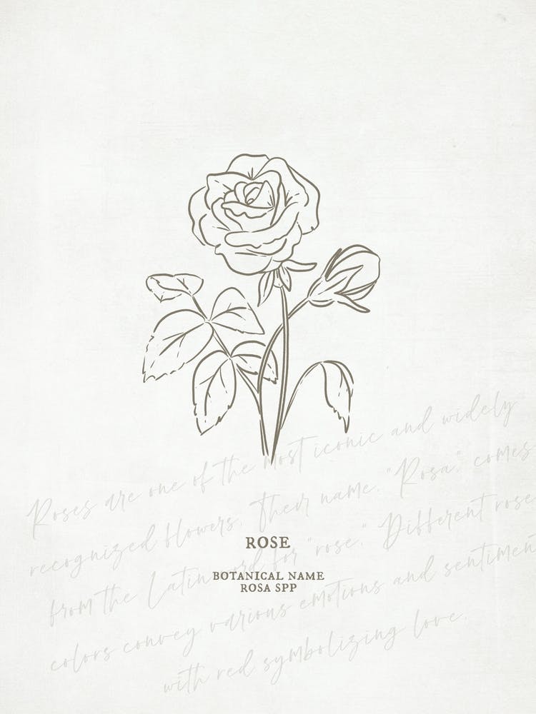 Rose Birth Flower | Antique