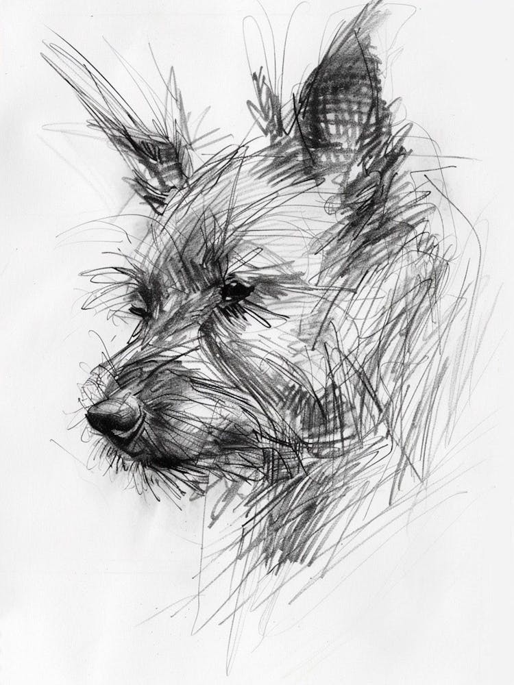 Portuguese Podengo Pequeno Charcoal Dog Line 
