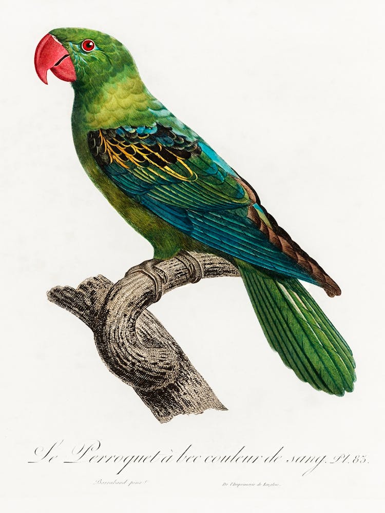 Großschnabelpapagei, Aus Naturgeschichte der Papageien, Francois Levaillant