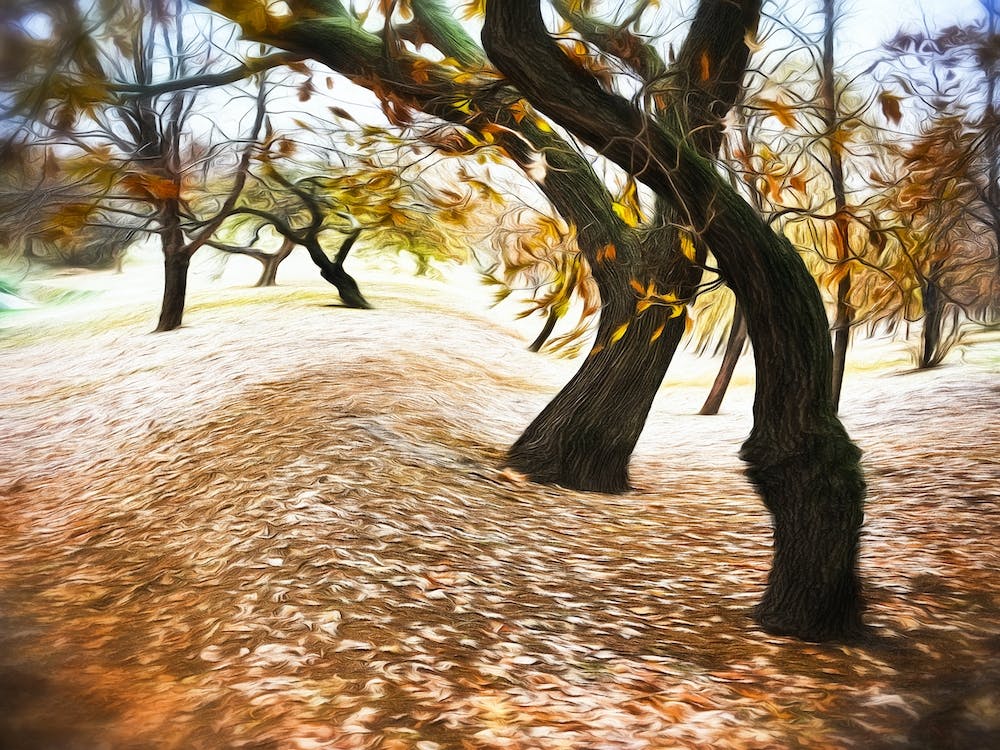 Surreal Autumnal Woodland