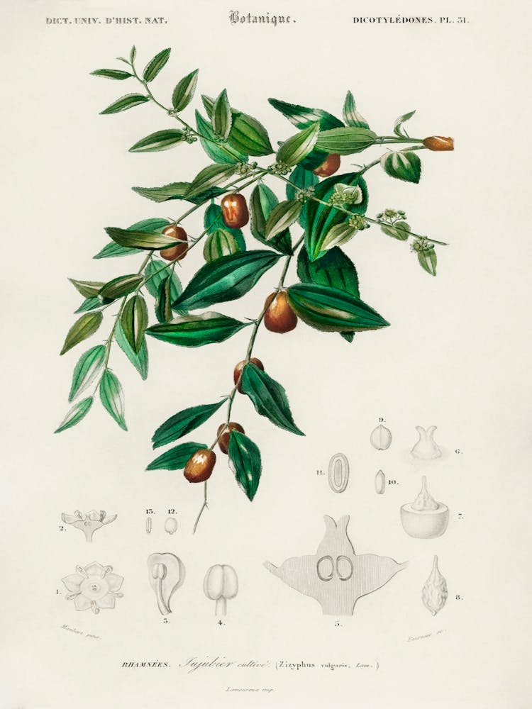 Jujube Red Date (Ziziphus Vulgaris), Charles Dessalines D Orbigny