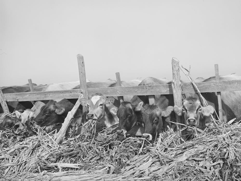 Cows Feeding At Large Dairy, San Angelo, Texas By Russell Lee