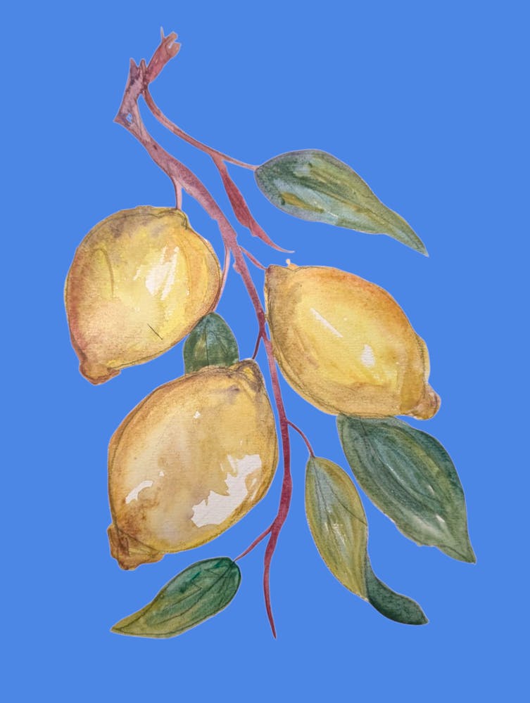 Lemons Watercolour Illustration Kitchen Nature Botanical