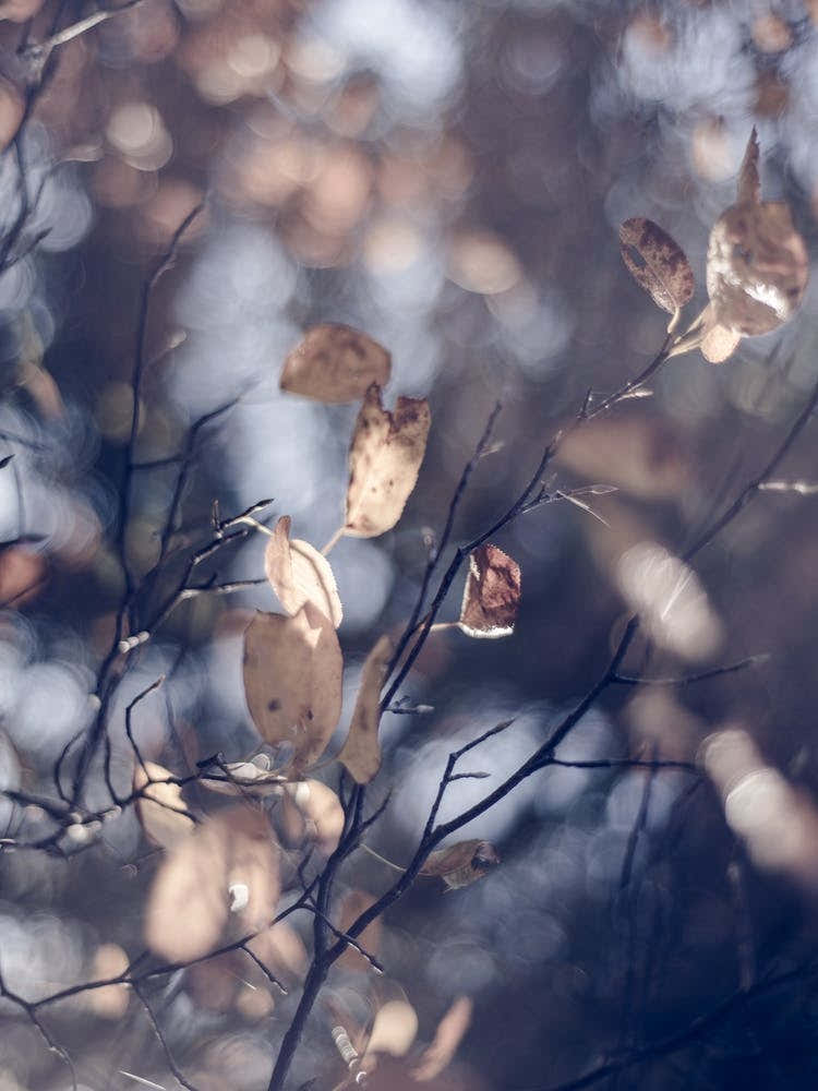 Autumn Leaves At Tree