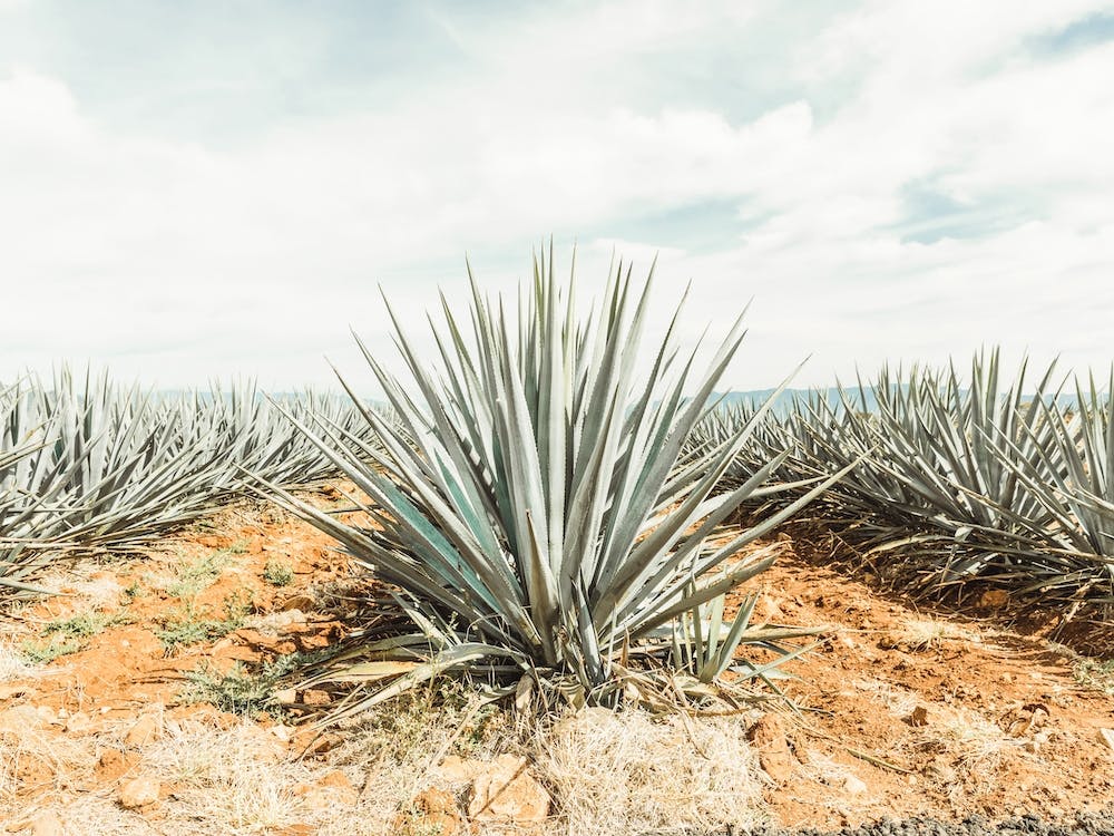 Agave Farm
