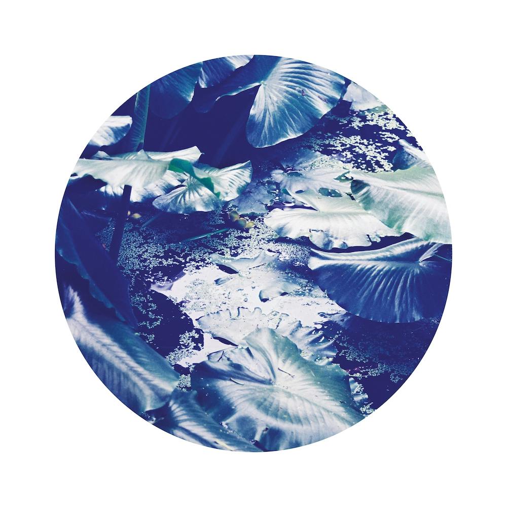 Into the Tropics Blue