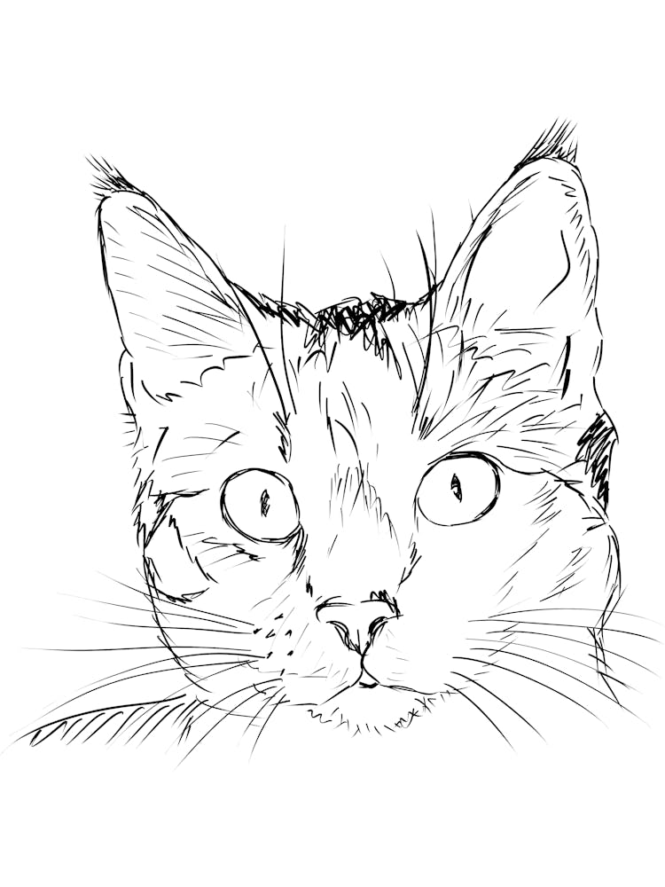 Portrait Of A Cat Monoline Simple Line Art Drawing