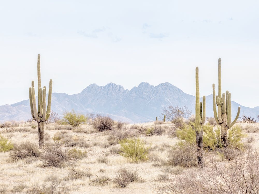 Four Peaks Desert Scenery