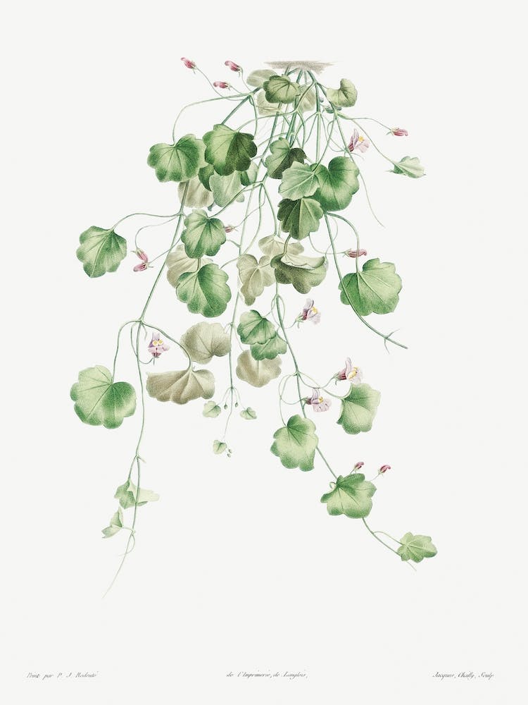 Kenilworth Ivy, Pierre Joseph Redouté