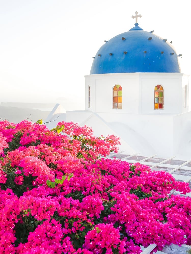 Santorini Pink Flower Sunset