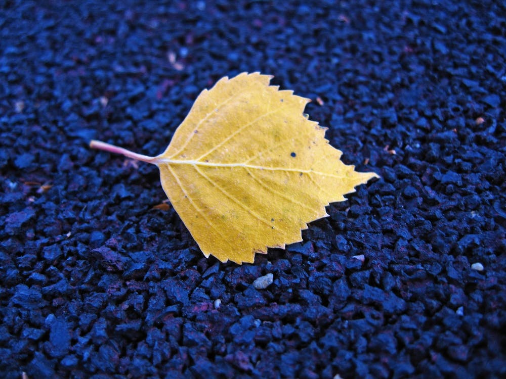 Autumn Leaf 1