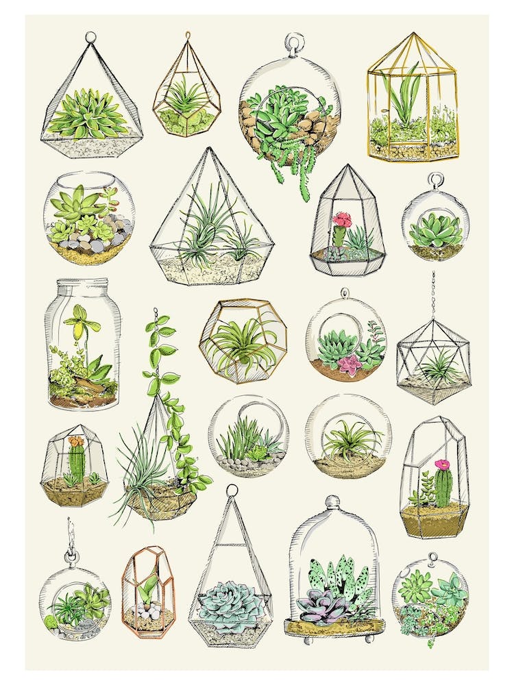 Terraniums
