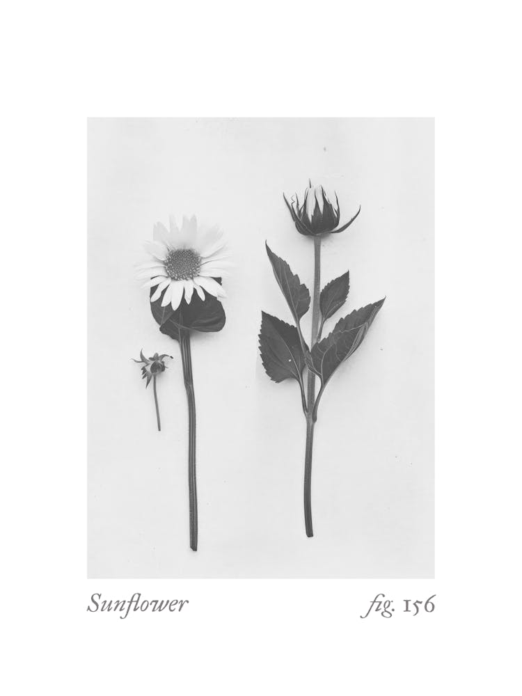 Sunflower Botanical Collage 3