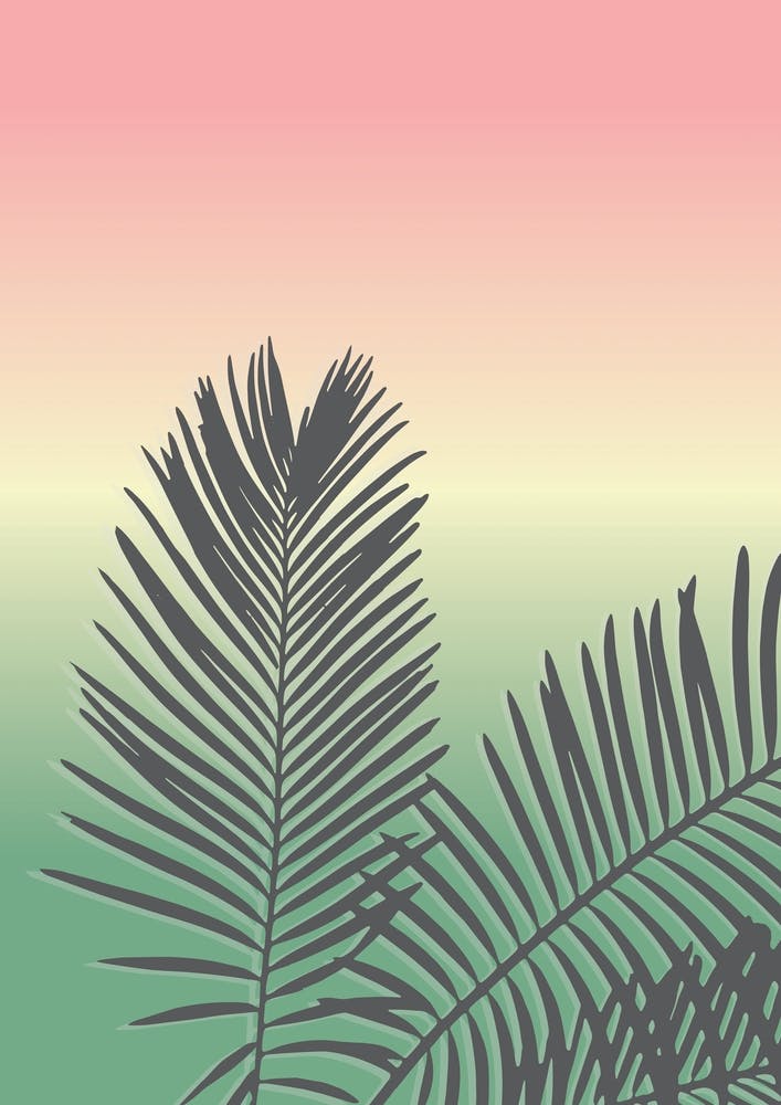 Sunset Palm