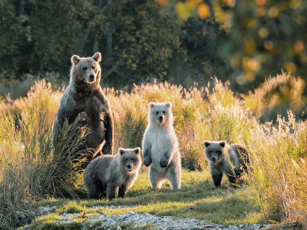 Grizzlybärenfamilie