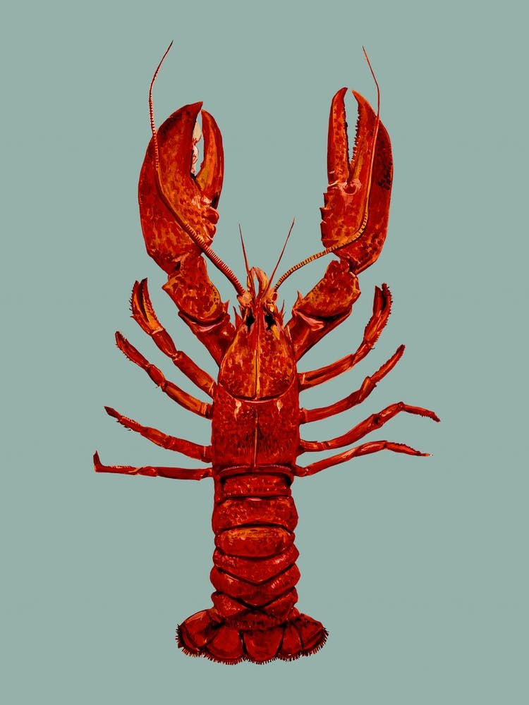 Lobster Aqua Blue