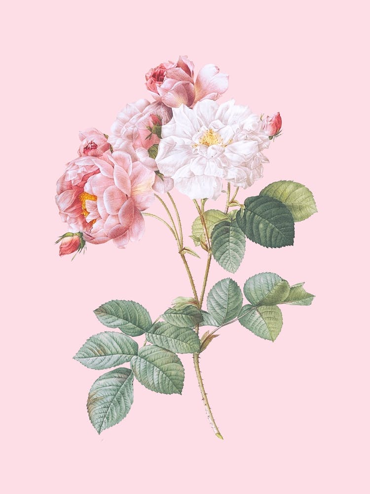 Vintage Pink Roses