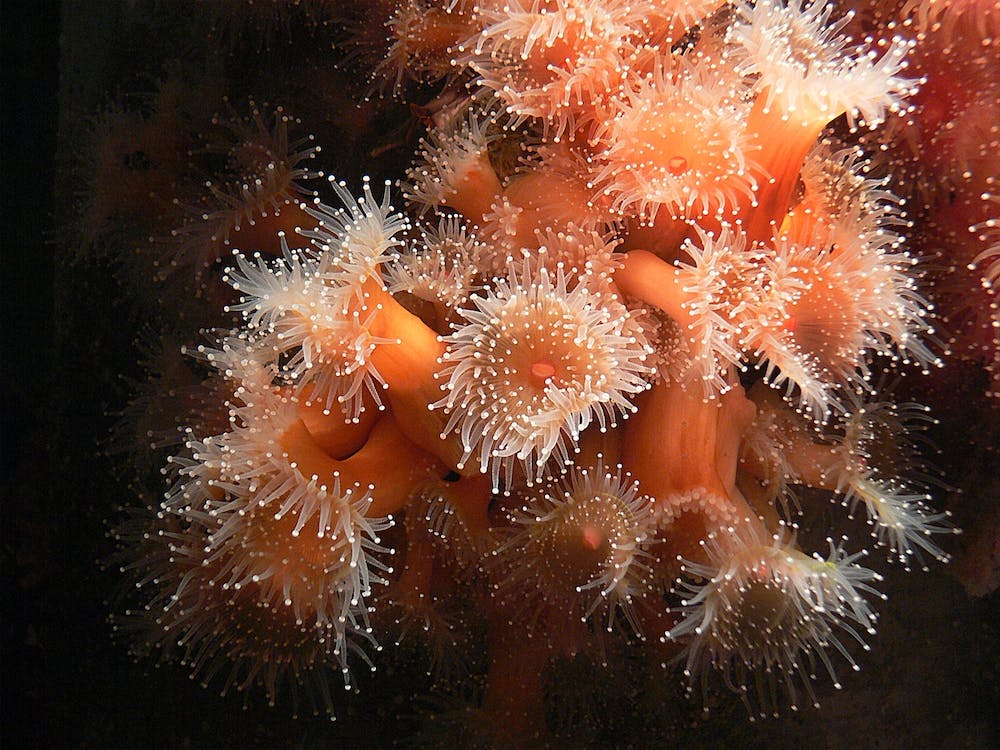 Sea Anemones