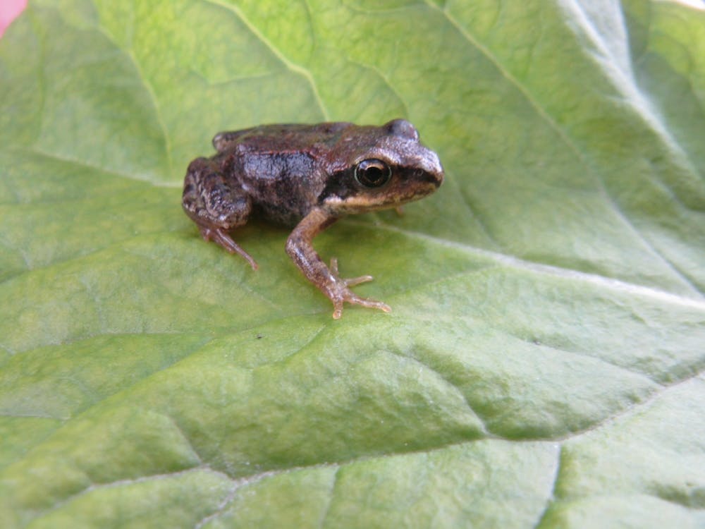 Frog On Leaf 1