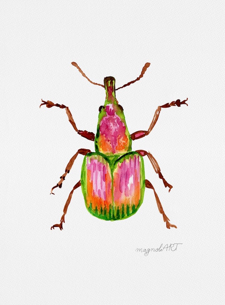 Rhynchites auratus, apricot weevil, watercolor artwork