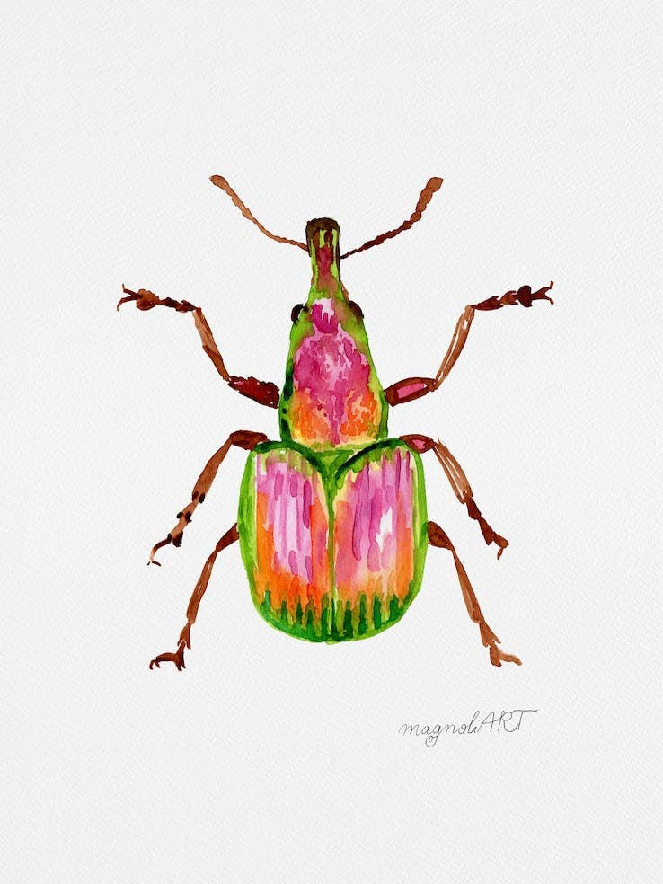 Rhynchites auratus, apricot weevil, watercolor artwork