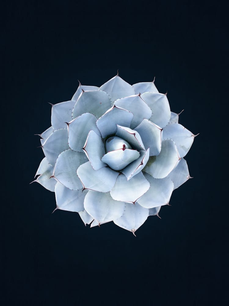 Floral collage art 3