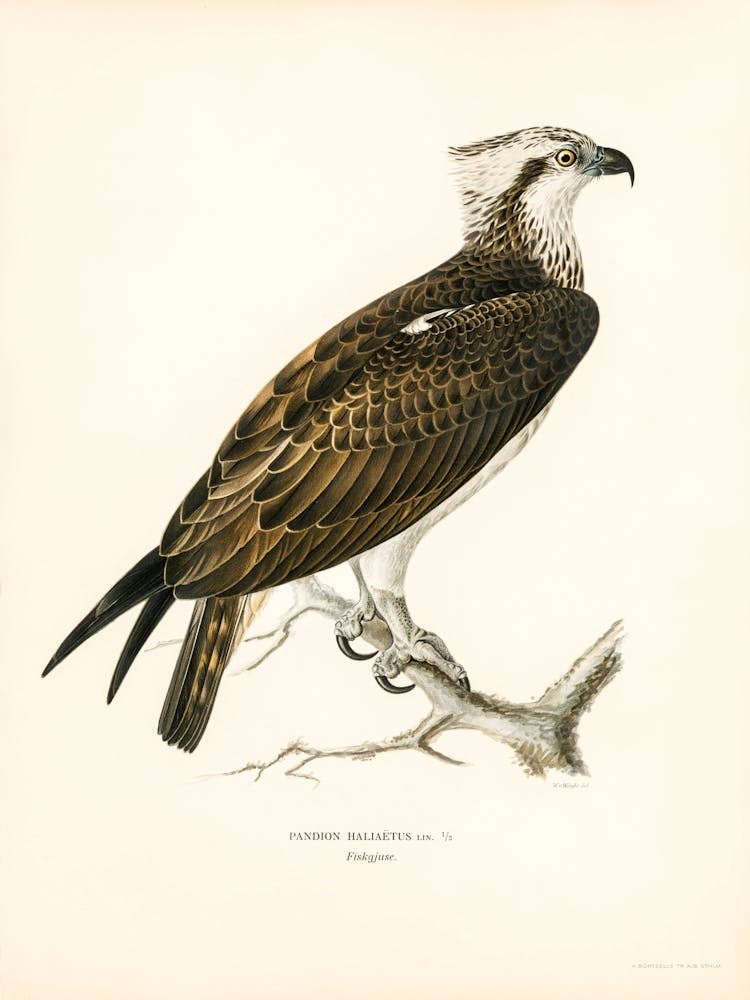 Osprey (Pandion Haliaetus), The Von Wright Brothers