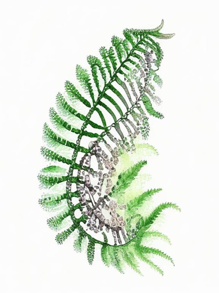 Netted Chain Fern Watercolour