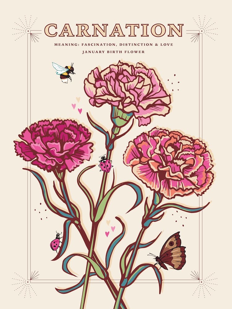 January Birth Flower Carnation On Cream