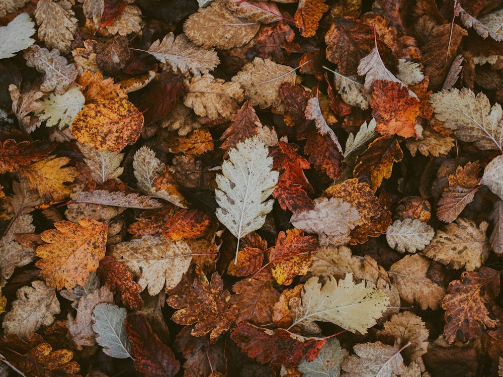 Fall Leaves