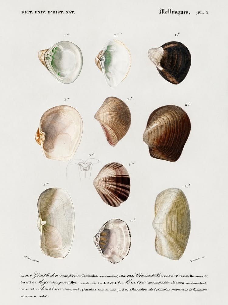 Different Types Of Mollusks, Charles Dessalines D' Orbigny 1