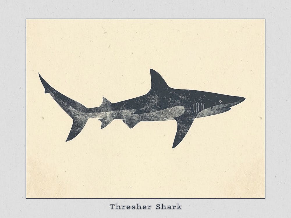 Thresher Shark Silhouette 1 Poster