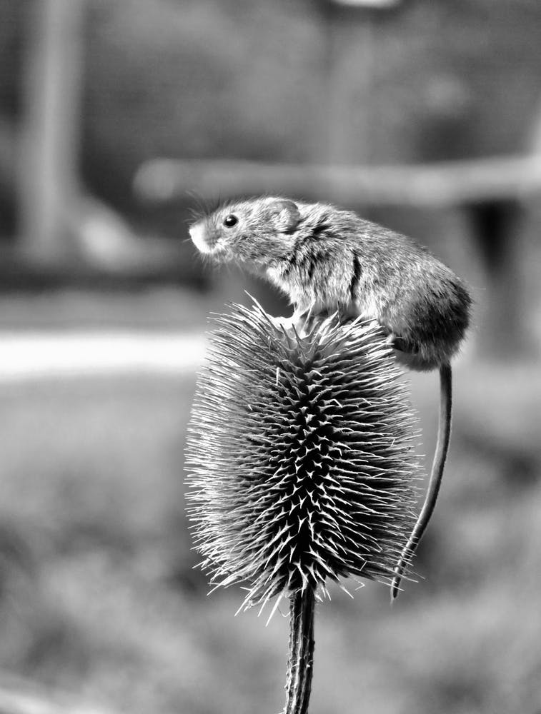 Field Mouse On A thistle 