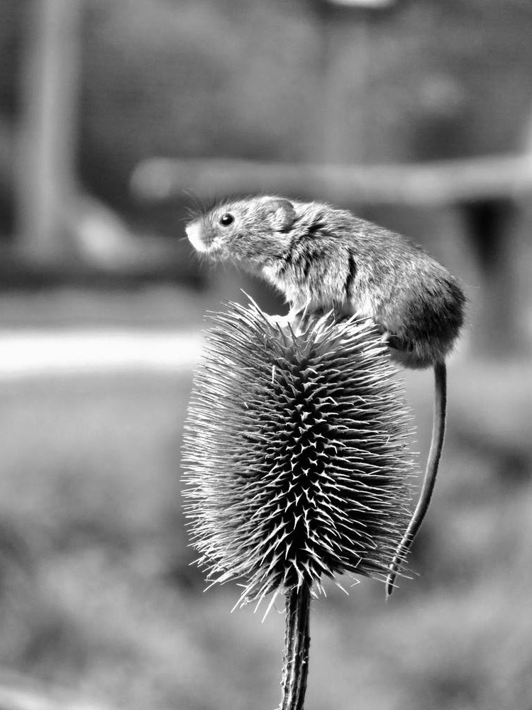 Field Mouse On A thistle 