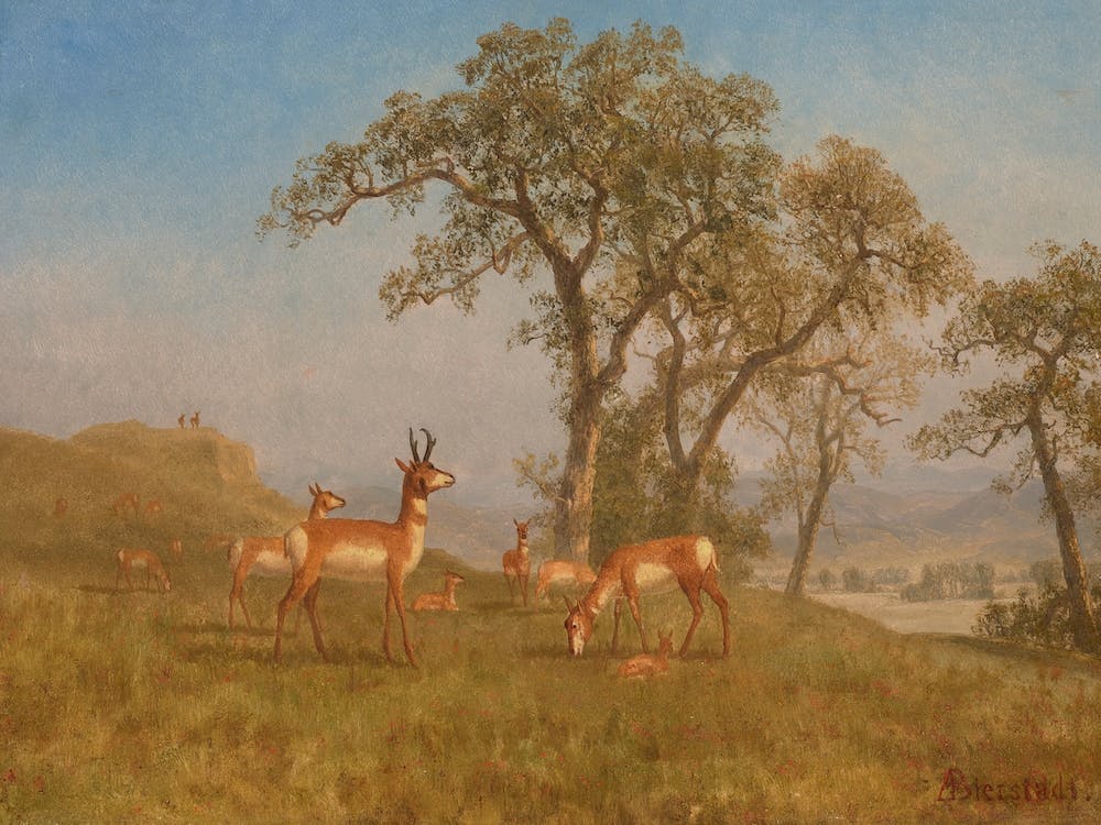 Grazing Antelope, Albert Bierstadt