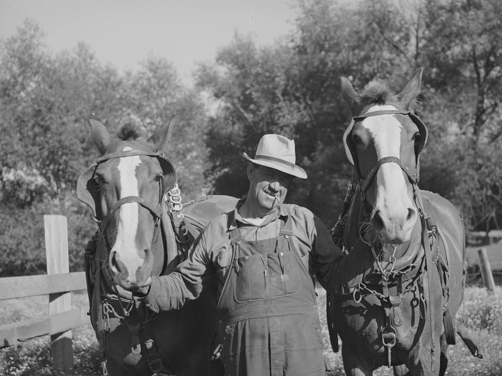 Untitled Photo, Possibly Related To Wheat Farmer, Whitman County, Washington By Russell Lee