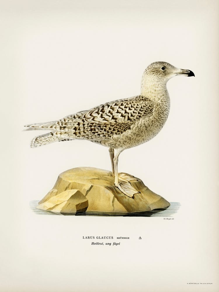 Glaucous Gull (Larus Glaucus), The Von Wright Brothers