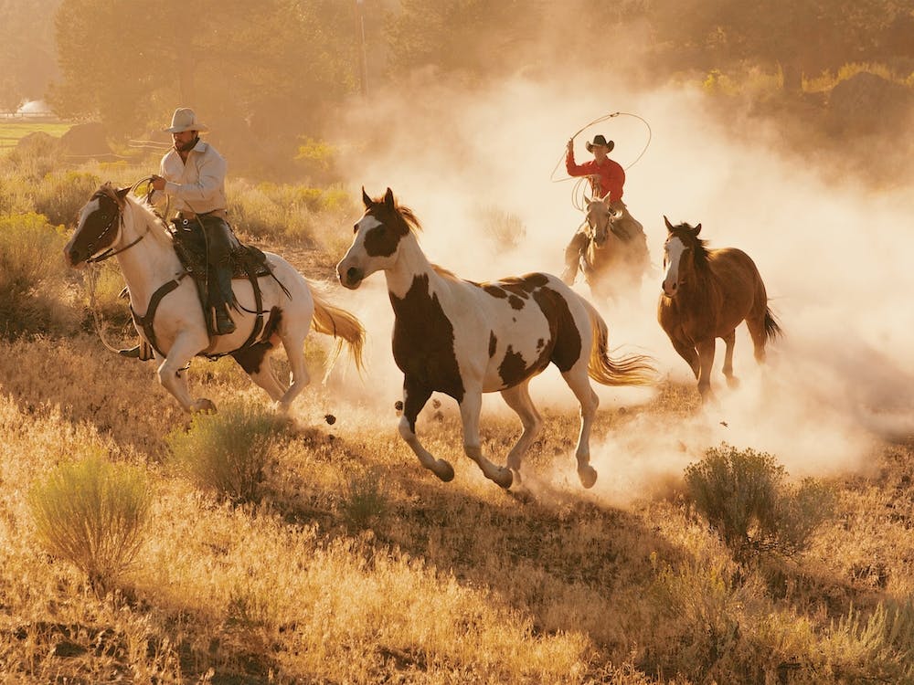 Horse Roundup