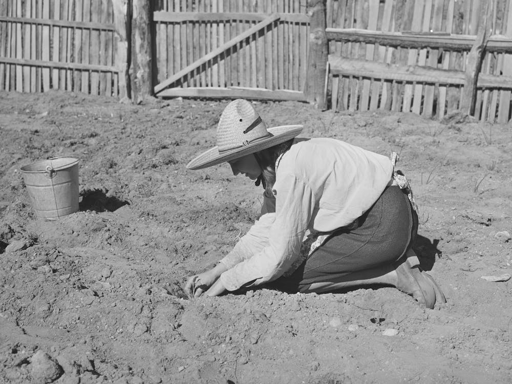 Mrs, Faro Caudill Settling Out Cabbage Plants In Her Garden, Pie Town, New Mexico By Russell Lee
