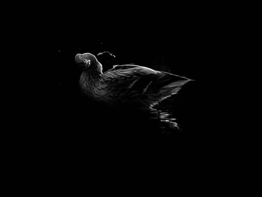 Canard Noir Et Blanc Avec Des Gouttes D'eau
