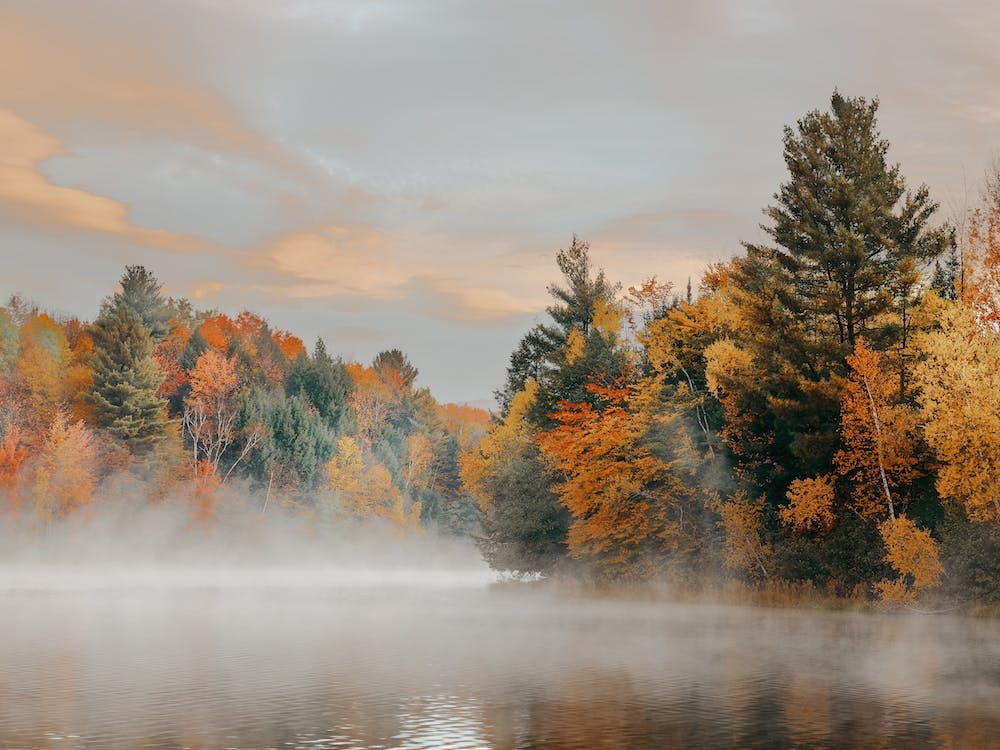 Foggy Autumn Pond