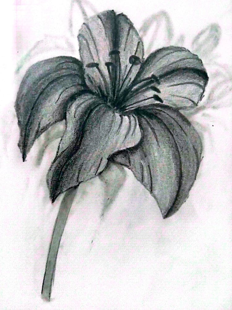 Lily flower hand-drawn with graphite