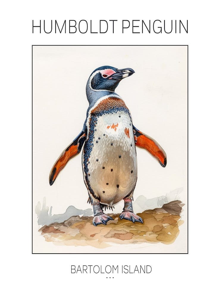 Humboldt Penguin Bartolom Island Watercolour Painting 1 Poster
