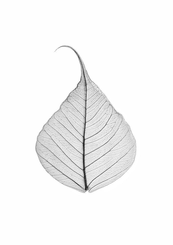 Skeleton Leaf
