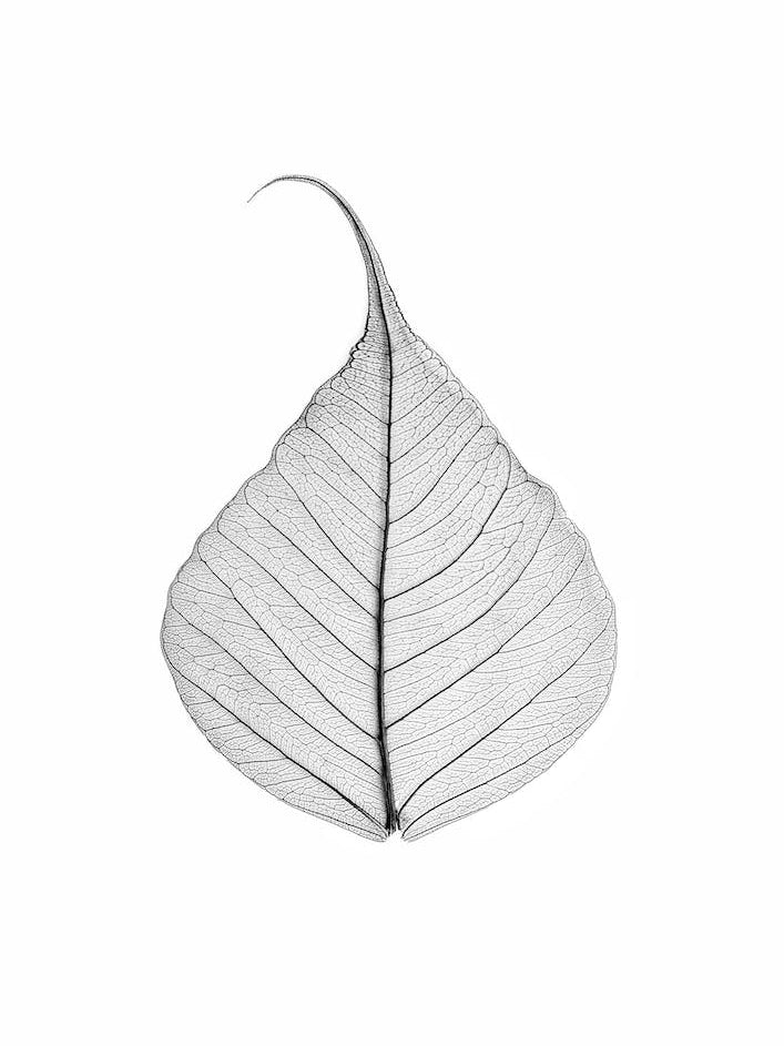 Skeleton Leaf