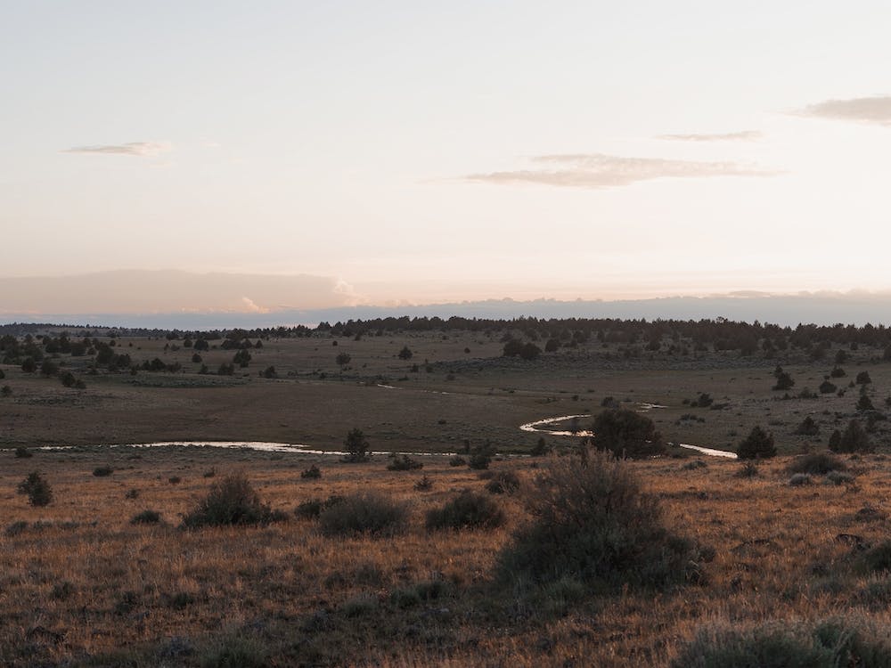 Northern Arizona Meadow