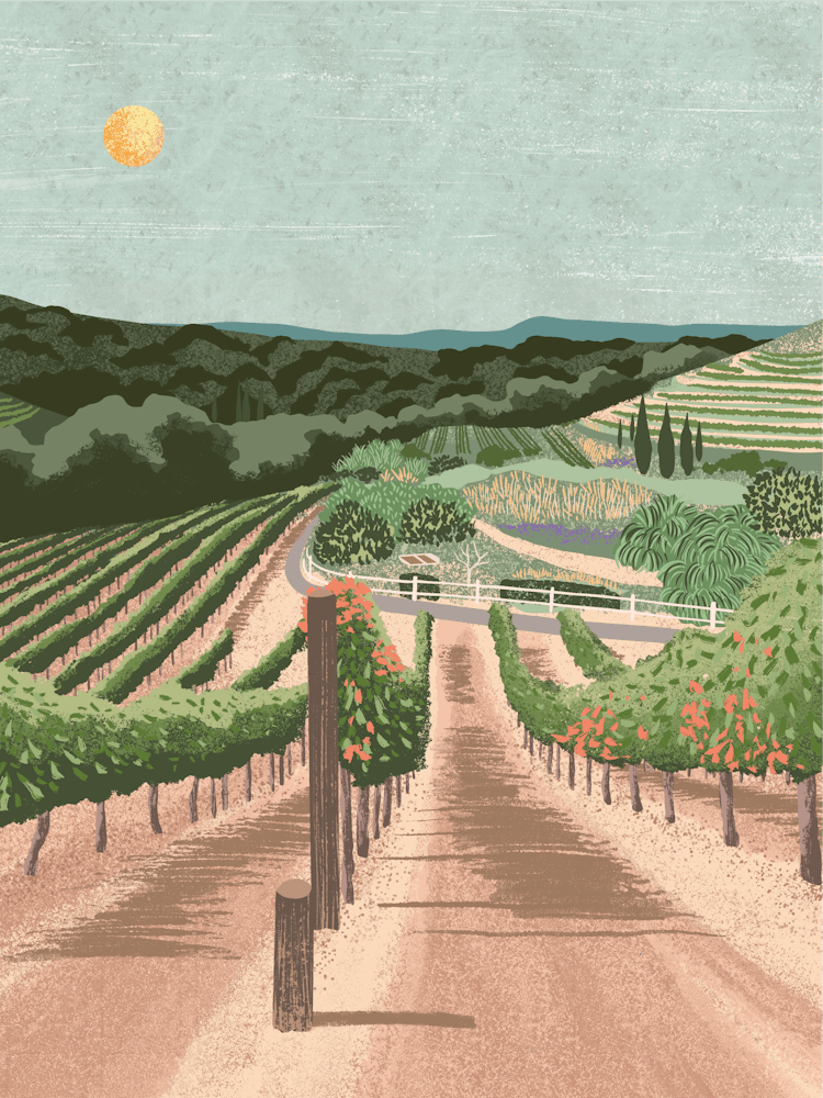 Napa Valley California 1