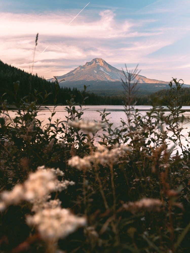 Mount Hood Wildflower Adventure