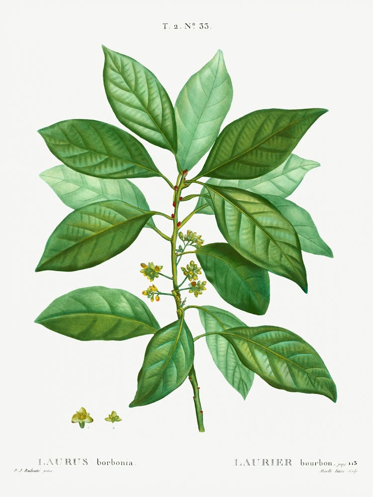 Laurus Borbonia, Pierre Joseph Redoute